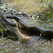 Alligator in South Carolina