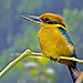 Extinct in the Wild: Guam Micronesian Kingfisher (Todirhamphus cinnamominus cinnamominus)