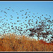 Blackbirds at Dusk, Asheville, North Carolina