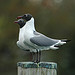 Two Gulls, St.Michael's, Maryland