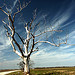 Lone Tree - Rural Eastern Arkansas