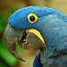 Hyacinth Macaw--Tennessee Aquarium