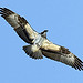 Osprey at Centennial Lake in Maryland (HDR)