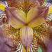 bearded iris à la Georgia O'Keeffe # 02