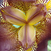 bearded iris à la Georgia O'Keeffe # 03
