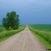 A Tree Grows in South Dakota