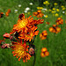 Wildflowers - Maine