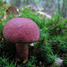 Red Mushroom - Connecticut
