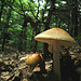 Mushrooms - Connecticut