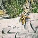 NEW MEXICO - MINKEY ON A ROCK WALL