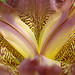 bearded iris à la Georgia O'Keeffe # 01