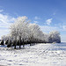 Hoarfrost at a Minnesota Farm Site