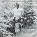 Marijuana Crop in Crittenden County, Kentucky, 1942