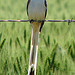 Oklahoma State Bird