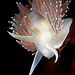 Flabellina trophina Nudibranch - Baranof Island, Alaska
