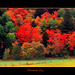 Colorful trees in Vermont
