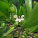 Scaevola Taccada, Beach Naupaka, St. John, US Virgin Islands
