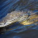 Photosafari by Martin Porta. Mexico Sustainable Tourism Company