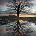McBaine Missouri: Burr Oak 12.1.2008