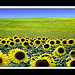 Sunflower Fields, North Dakota - 18x24 Digital Photo Painting: Gone to Look for America - Patrick Alan Swigart