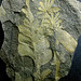 Fossil - Pennsylvania