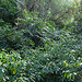:: eco tourism bandhavgarh