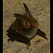 Rafinesque's Big-Eared Bat in a Cave in Tennessee