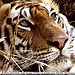 :: Find - Tiger Bandhavgarh National Park GTV Resort