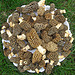 Pennsylvania Morels - May 2, 2009