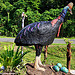Cassowary - C4 and Mission Beach Tourism Information Centre
