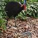 Cassowary - C4 and Mission Beach Tourism Information Centre