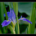Wild Louisiana Iris - Audubon Park