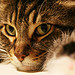 Maine coon