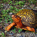 Eastern box turtle, Massachusetts