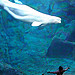 Beluga Whales in Georgia Aquarium