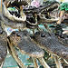 I like these gators less