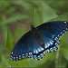 A Kentucky Red Spotted Purple