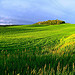 Idaho Green, Seed Potato Fields