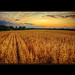 Field of Winter Wheat, Maine