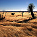 New Mexico Landscape