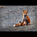 Young Fox, Lilly Bay, Maine