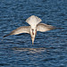 Herring Gull In Steep Dive North River North Carolina