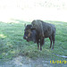 Buffalo Ranch
