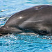 Hawaii #16 - Baby wolphin
