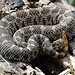 Juvenile Eastern Massasauga Rattlesnake (Sistrurus catenatus catenatus) in Illinois.