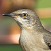 Tennessee State Bird --Northern Mockingbird