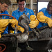 Cleaning A Pelican In Louisiana
