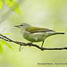 Tennessee Warbler