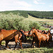 Paradise Guest Ranch