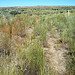 Oregon Trail South of Three Island Crossing
